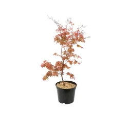TRUFFAUT - Acer palmatum : ctr 7 L- Variétés variables
