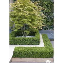 TRUFFAUT - Acer palmatum : ctr 50 L