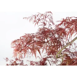 TRUFFAUT - Acer palmatum TRUFFAUT : H 100/125cm, greffé C15L - Variétés variables