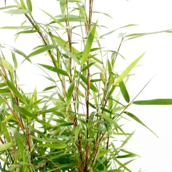 TRUFFAUT - Bambou non-traçant fargesia scabrida 'Asian Wonder': pot de 30 litres