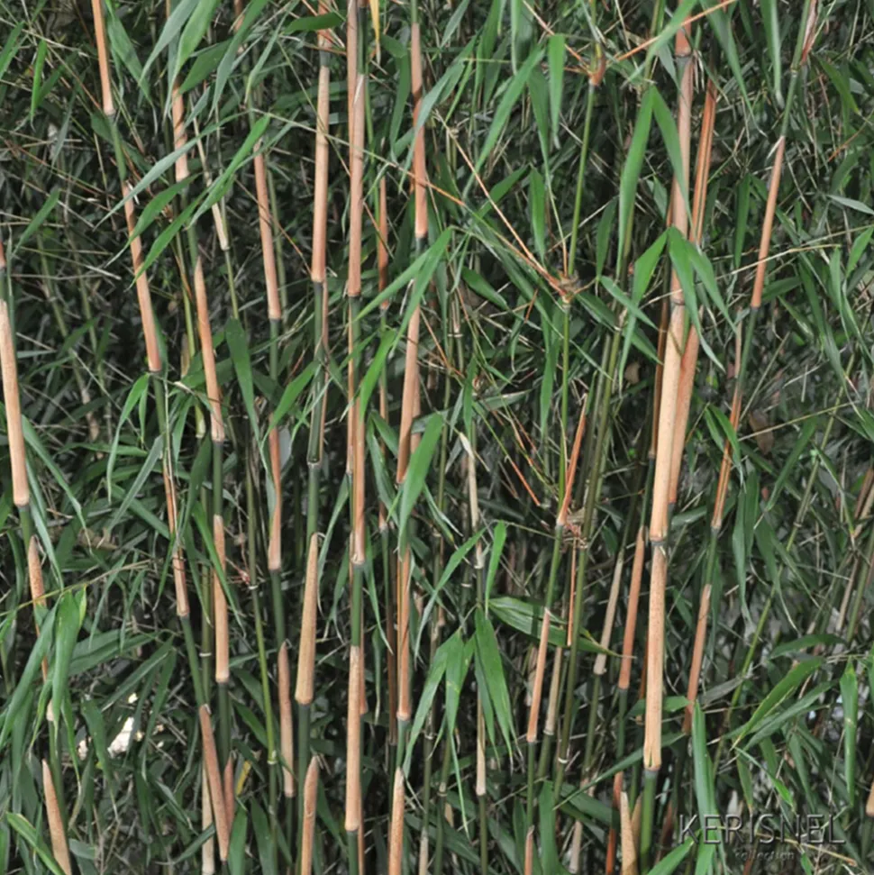 TRUFFAUT - Bambou non-traçant fargesia scabrida 'Asian Wonder': pot de 30 litres