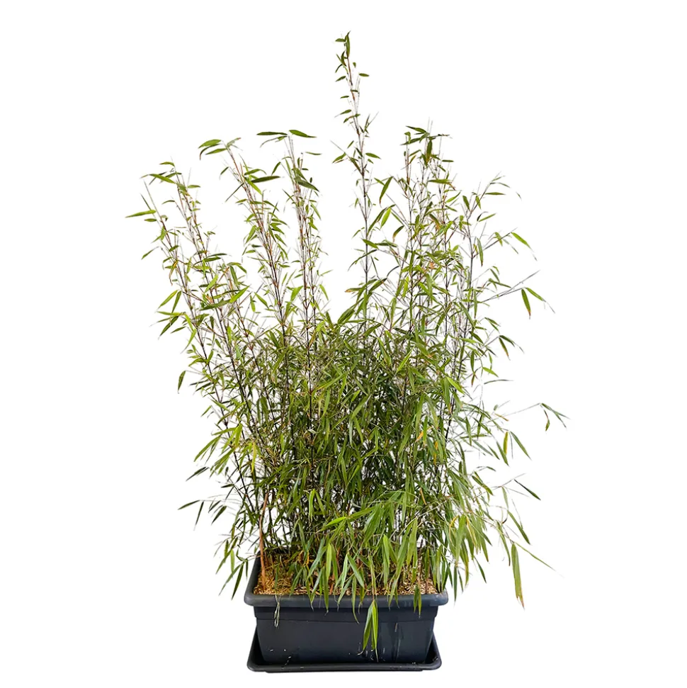 TRUFFAUT - Bambou non-traçant fargesia scabrida 'Asian Wonder': pot de 30 litres