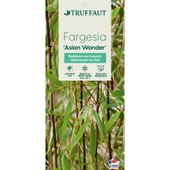 TRUFFAUT - Bambou non-traçant fargesia scabrida 'Asian Wonder': pot de 30 litres