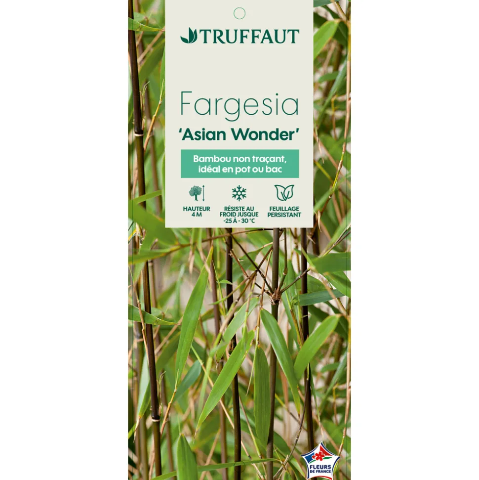 TRUFFAUT - Bambou non-traçant fargesia scabrida 'Asian Wonder': pot de 30 litres
