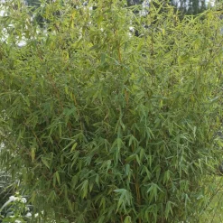 TRUFFAUT - Bambou non-traçant fargesia angustissima: pot de 30 litres