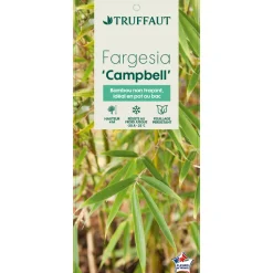 TRUFFAUT - Bambou non-traçant fargesia robusta 'Campbell': pot de 5 litres