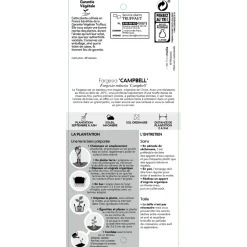 TRUFFAUT - Bambou non-traçant fargesia robusta 'Campbell': pot de 5 litres
