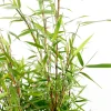 TRUFFAUT - Bambou non-traçant fargesia scabrida 'Asian Wonder': pot de 12 litres