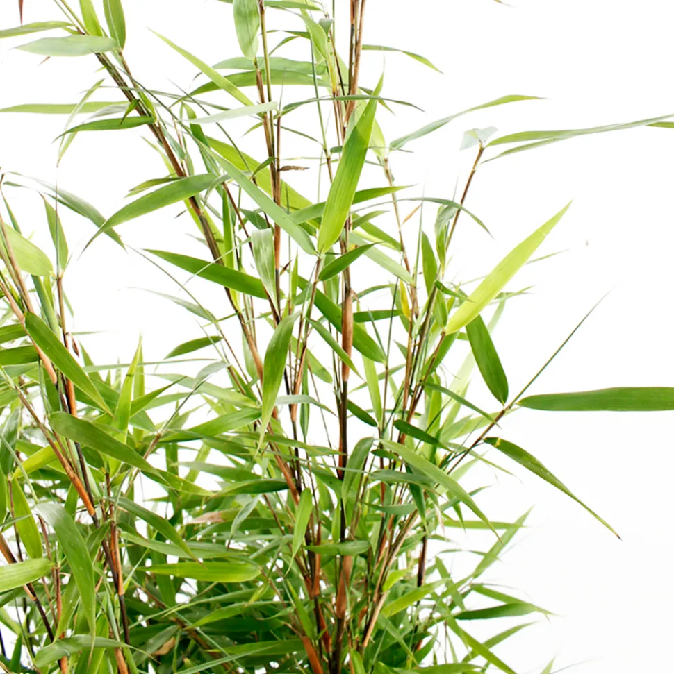 TRUFFAUT - Bambou non-traçant fargesia scabrida 'Asian Wonder': pot de 12 litres