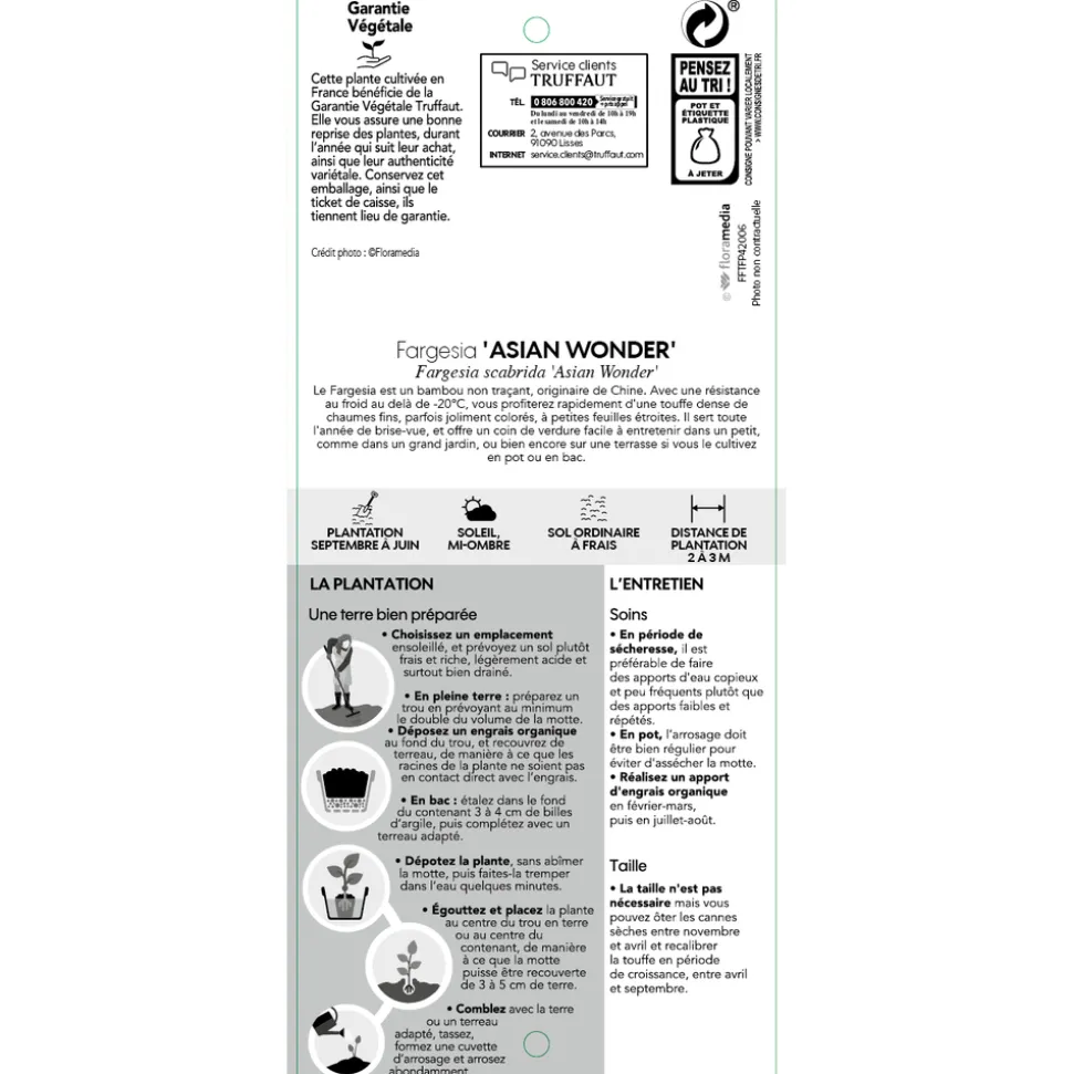 TRUFFAUT - Bambou non-traçant fargesia scabrida 'Asian Wonder': pot de 12 litres