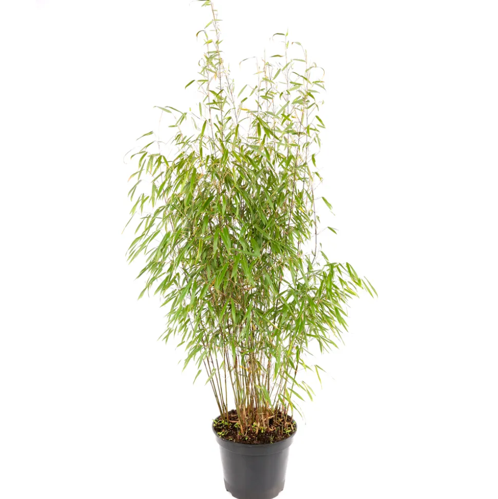 TRUFFAUT - Bambou non-traçant fargesia scabrida 'Asian Wonder': pot de 12 litres
