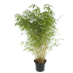 TRUFFAUT - Bambou non-traçant fargesia robusta 'Pingwu': pot de 12 litres