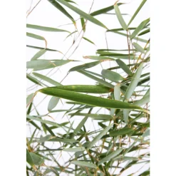 TRUFFAUT - Bambou non-traçant fargesia robusta 'Campbell': pot de 12 litres