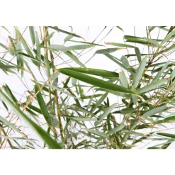 TRUFFAUT - Bambou non-traçant fargesia robusta 'Campbell': pot de 12 litres