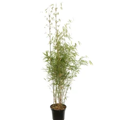 TRUFFAUT - Bambou non-traçant fargesia robusta 'Campbell': pot de 12 litres