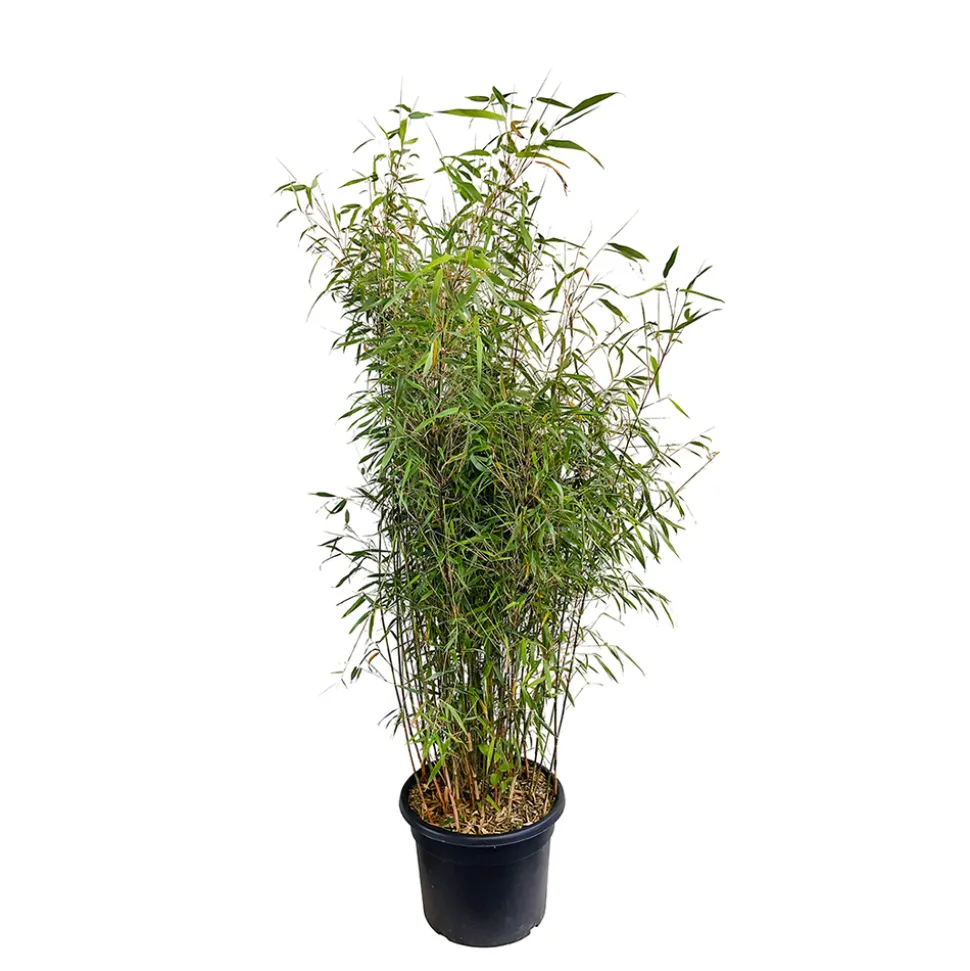 TRUFFAUT - Bambou non-traçant fargesia scabrida 'Asian Wonder': pot de 24 litres
