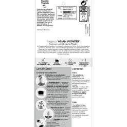 TRUFFAUT - Bambou non-traçant fargesia scabrida 'Asian Wonder': pot de 24 litres