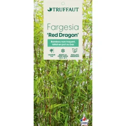 TRUFFAUT - Bambou non-traçant fargesia nitida 'Red Dragon': pot de 5 litres