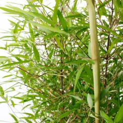 TRUFFAUT - Bambou non-traçant fargesia angustissima - pot de 5 L