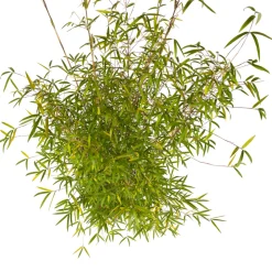 TRUFFAUT - Bambou non-traçant fargesia angustissima - pot de 5 L