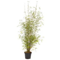 TRUFFAUT - Bambou non-traçant fargesia angustissima - pot de 5 L