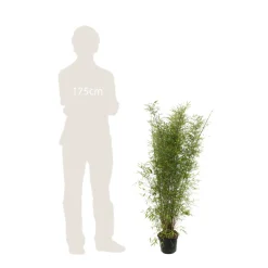 TRUFFAUT - Bambou non-traçant fargesia angustissima - pot de 5 L