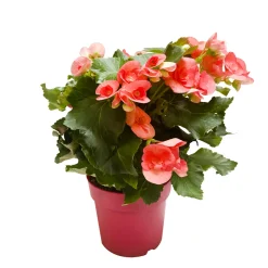 TRUFFAUT - Bégonia : 2 pieds, D17cm - Coloris variables