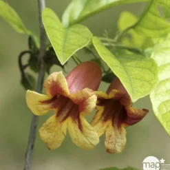 TRUFFAUT - Bignonia capreolata Truffaut : C6L