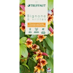 TRUFFAUT - Bignonia capreolata Truffaut : C6L