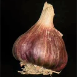 TRUFFAUT - Bulbes d' Ail Germidour +60 en filet de 250g