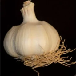 TRUFFAUT - Bulbes d' Ail Thermidrome +60 en filet de 500g