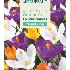 TRUFFAUT - Bulbes de crocus à grandes fleurs - x40
