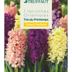 TRUFFAUT - Bulbes de jacinthes 'Blend' - x7