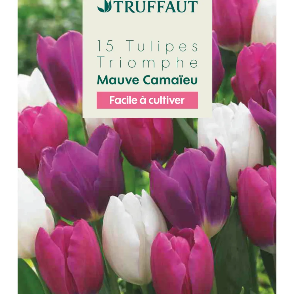 TRUFFAUT - Bulbes de tulipes blanc, rose, violette - x15