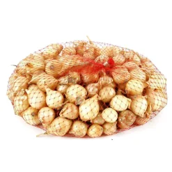 TRUFFAUT - Bulbes d'oignons 'Riesen' en filet - 500 g