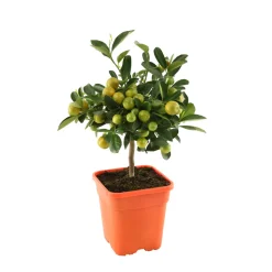 TRUFFAUT - Calamondin, 1/4 Tige - Pot 4/5L
