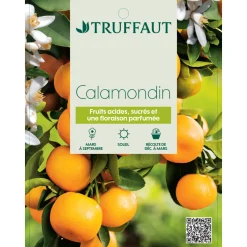 TRUFFAUT - Calamondin, 1/4 Tige - Pot 4/5L