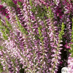 TRUFFAUT - Calluna vulgaris 'Rosita':conteneur 1 litre