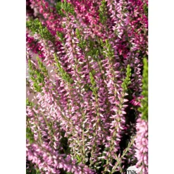 TRUFFAUT - Calluna vulgaris 'Rosita':conteneur 1 litre