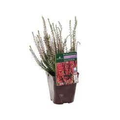 TRUFFAUT - Calluna vulgaris 'Athena':conteneur 1 litre