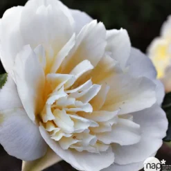 TRUFFAUT - Camellia brushfields Yellow : H.40/50cm 3L