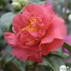 TRUFFAUT - Camellia crimson Glory : H.40/50cm, Pot 3L