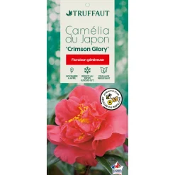 TRUFFAUT - Camellia crimson Glory : H.40/50cm, Pot 3L