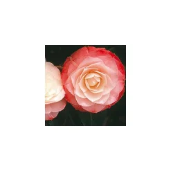 TRUFFAUT - Camellia 'Désir' : H 40/50 cm, ctr 3-4 Litres