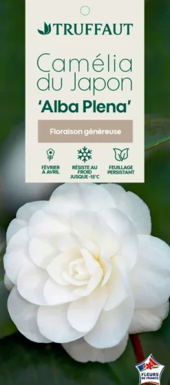 TRUFFAUT - Camellia japonica 'Alba Plana ':H 40/50 cm conteneur 3 litres