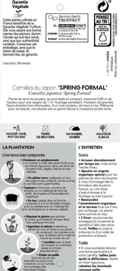 TRUFFAUT - Camellia japonica 'Spring Formal ': conteneur 3 litres