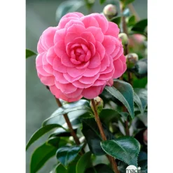 TRUFFAUT - Camellia japonica 'Spring Formal ': conteneur 3 litres