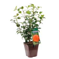 TRUFFAUT - Camellia japonica 'Tom Knudsen ': H. 40/50 cm ctr 3L