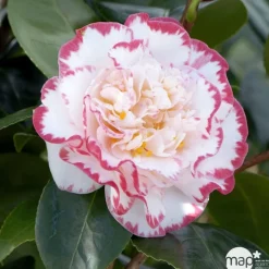 TRUFFAUT - Camellia 'Margaret Davis', H 40/50 cm, contneur 3 Litres