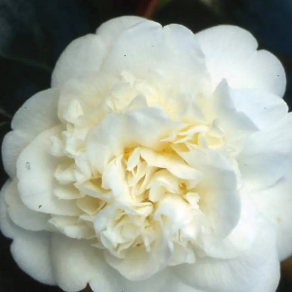 TRUFFAUT - Camellia 'Nobilissima' : H 40/50 cm, ctr 3 Litres